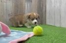 Hypoallergenic Pembroke Welsh Corgi Baby