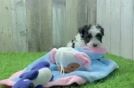 Havanese Pup Being Cute