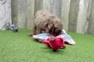 Best Mini Labradoodle Baby