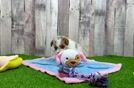 Meet Raelynn - our Poodle Puppy Video