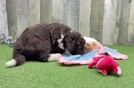 Mini Labradoodle Pup Being Cute