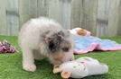 Mini Aussiedoodle Puppy for Adoption