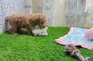 Poodle Pup Being Cute