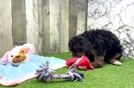 Cute Mini Bernedoodle Baby