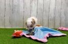 Best Maltipoo Baby