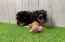 Petite Yorkie Poo Poodle Mix Pup