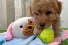 Mini Goldendoodle Puppy for Adoption