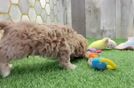 Smart Maltipoo Poodle Mix Pup