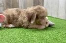 Smart Havapoo Poodle Mix Pup