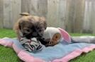 Playful Shih Tzu Purebred Pup
