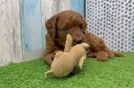 Cavapoo Pup Being Cute