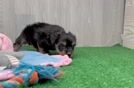Best Yorkie Poo Baby