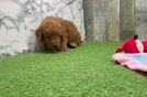 Meet Cody - our Mini Goldendoodle Puppy Video