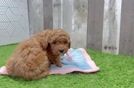 Cavapoo Pup Being Cute