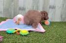 Energetic Aussiepoo Poodle Mix Puppy