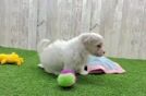 Maltipoo Pup Being Cute