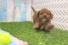 Petite Cavapoo Poodle Mix Pup