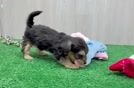 Friendly Yorkie Poo Baby