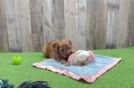 Cavapoo Puppy for Adoption