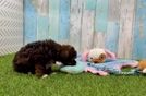 Petite Havapoo Poodle Mix Pup
