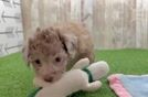 Akc Registered Poodle Purebred Pup