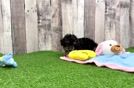 Meet Raphael - our Poodle Puppy Video