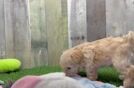 Small Maltipoo Baby