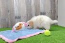 Cavapoo Pup Being Cute