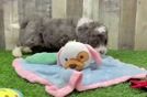 Best Mini Bernedoodle Baby