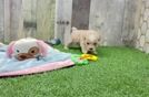 Meet Hillary - our Maltipoo Puppy Video