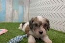 Meet Bambino - our Cavachon Puppy Video