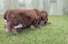 Meet Kabluey - our Mini Aussiedoodle Puppy Video