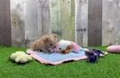 Best Maltipoo Baby