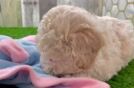 Poochon Puppy for Adoption