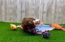 Fluffy Cavapoo Poodle Mix Pup