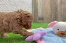 Petite Cavapoo Poodle Mix Pup