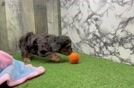 Cavapoo Puppy for Adoption