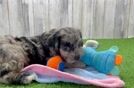 Cockapoo Pup Being Cute