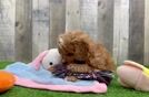 Friendly Cavapoo Baby