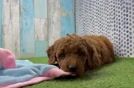 Best Mini Goldendoodle Baby