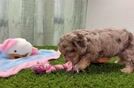 Cavapoo Pup Being Cute