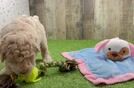 Funny Poodle Baby