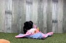 Best Shih Poo Baby