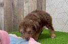 Sweet Mini Aussiedoodle Baby