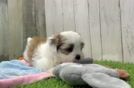 Small Teddy Bear Baby