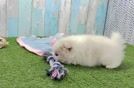 Friendly Pomeranian Purebred Pup