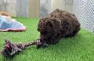 Meet Opel - our Poodle Puppy Video
