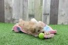 Maltipoo Pup Being Cute