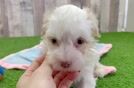 Havanese Puppy for Adoption