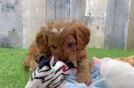 Fluffy Cavapoo Poodle Mix Pup